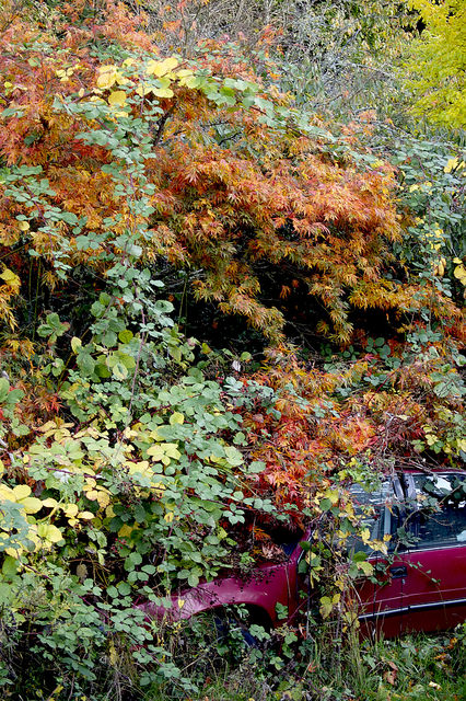 37162432463_082b8cbc52_z