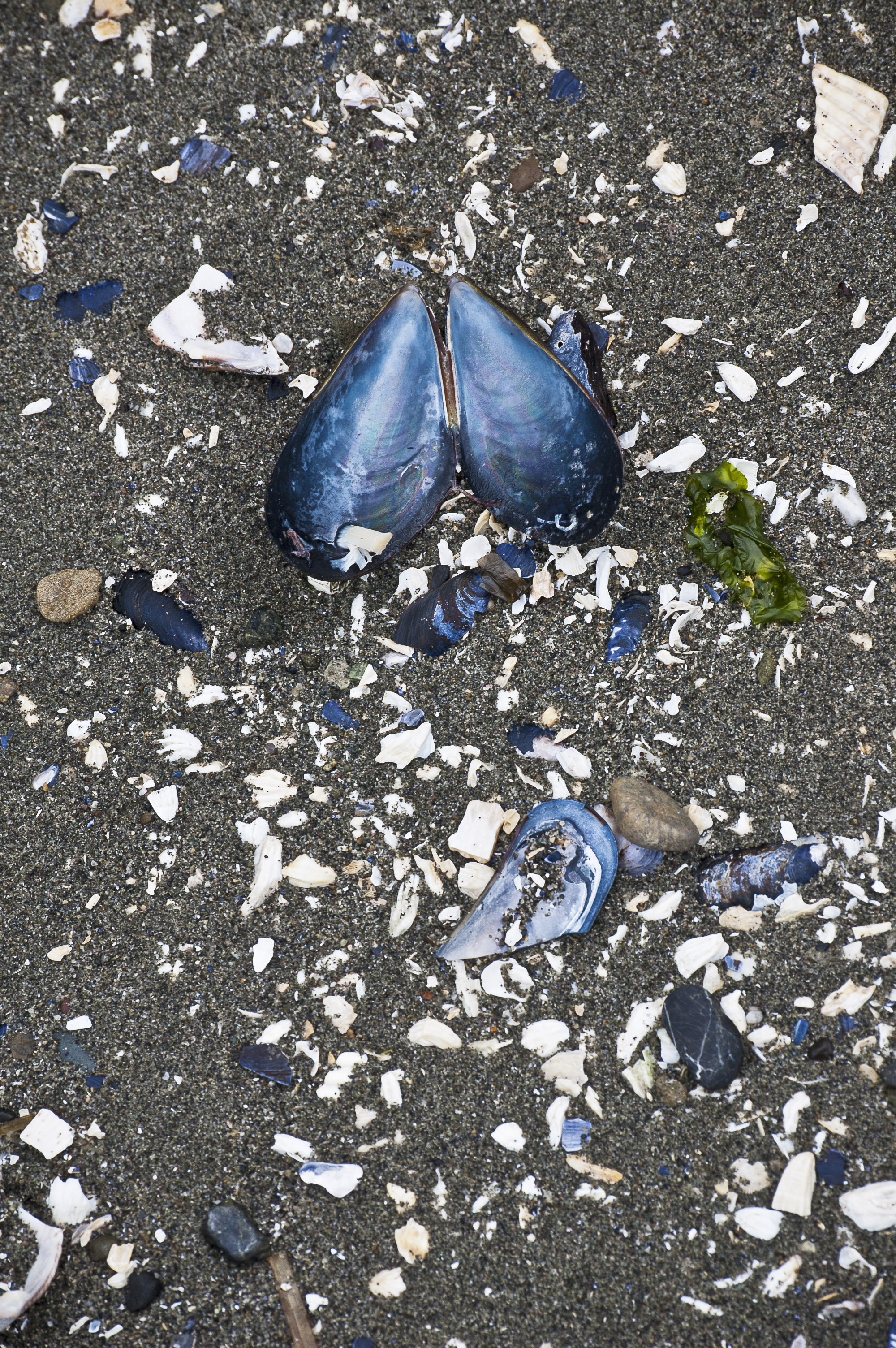Mussels Clams Oysters – About Whidbey